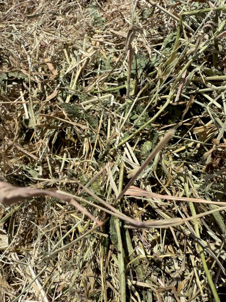 Cow Pea and Millet Rounds 4x4