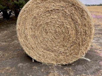 50 x Pea Straw 4x4 Rolls