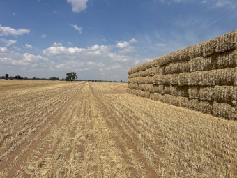 300mt Wheat Straw 450kg 8x4x3 Bales