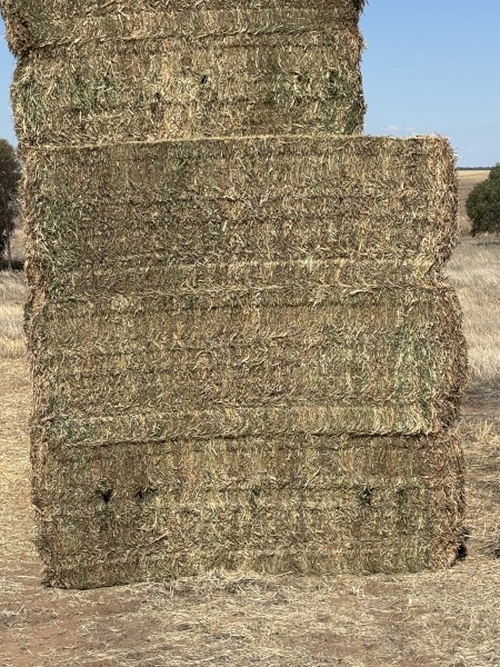 Vetch Hay