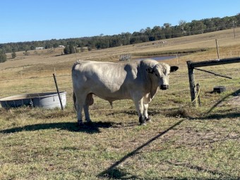 2023 Purebred Speckle Park Maiden Bull