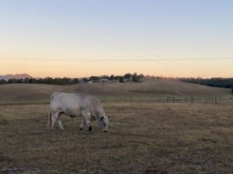 2023 Purebred Speckle Park Maiden Bull