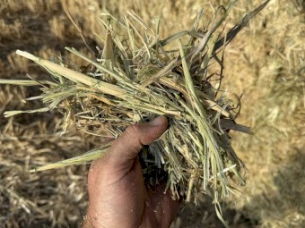 730mt Wheaten Hay 8x4x3 650kg Bales