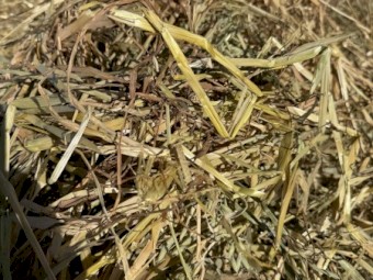 5x4 Oaten Hay Rolls. 