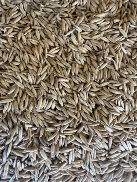 80mt  Blackbutt Oats seed