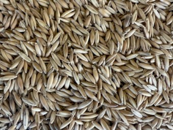 80mt  Blackbutt Oats seed