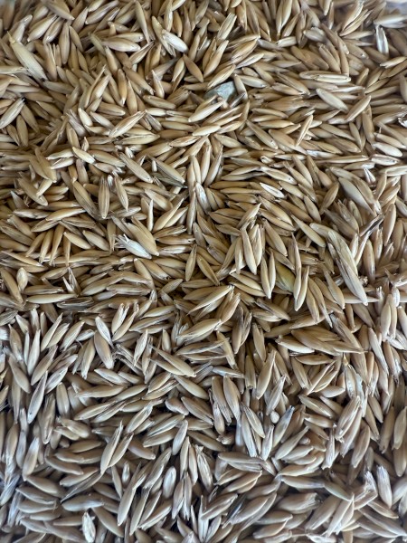 80mt Blackbutt Oats