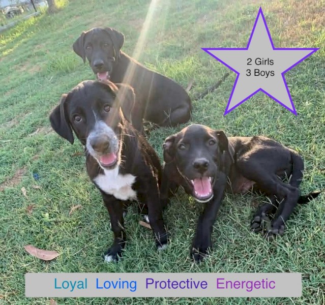 Maremma x Border Collie x Rottweiler Pups x 3