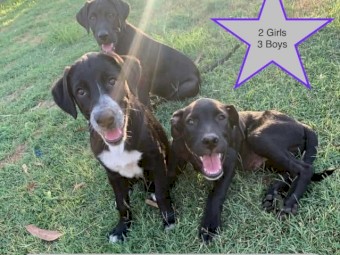 Maremma x Border Collie x Rottweiler Pups x 9