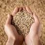 Bulk certified organic grains available