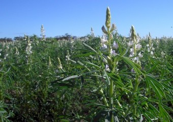 Bulk certified organic grains available