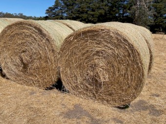 Current season Pasture Hay rolls & Squares