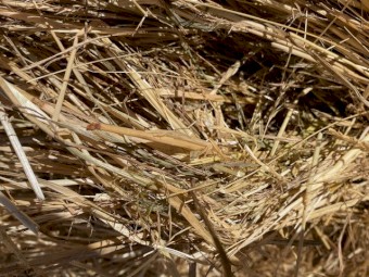 Current season Pasture Hay rolls & Squares