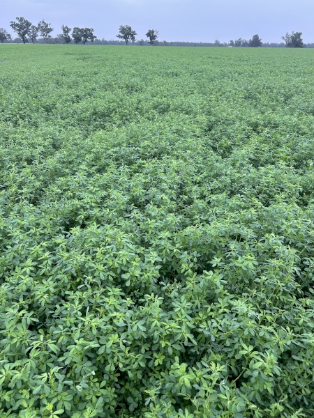 1000 x irrigated Lucerne Hay Small Squares