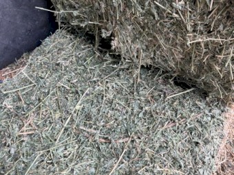 1000 x irrigated Lucerne Hay Small Squares