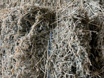 1000 x irrigated Lucerne Hay Small Squares