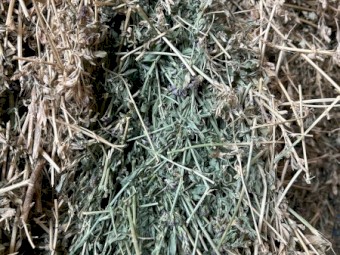 1000 x irrigated Lucerne Hay Small Squares