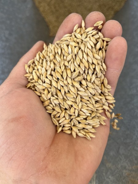 50mt Maximus Barley 