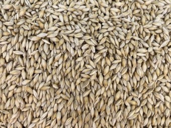 50mt Maximus Barley 