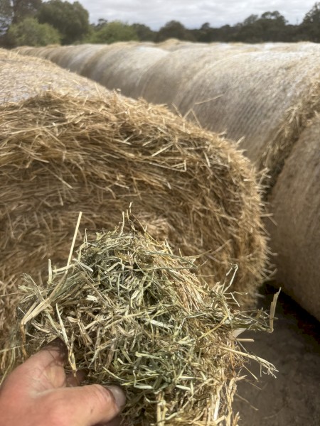 Rye grass pasture hay 