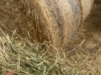 Rye grass pasture hay 