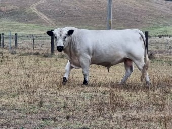 2023 Purebred Speckle Park Maiden Bull