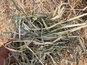 Clover and rye hay. Shedded
