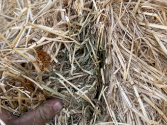 Clover and rye hay. Shedded