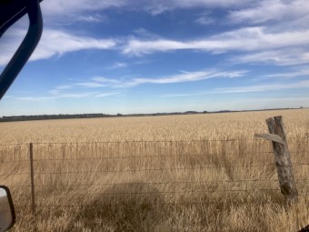 7mt Wheat Seed (Grazing and Hay)