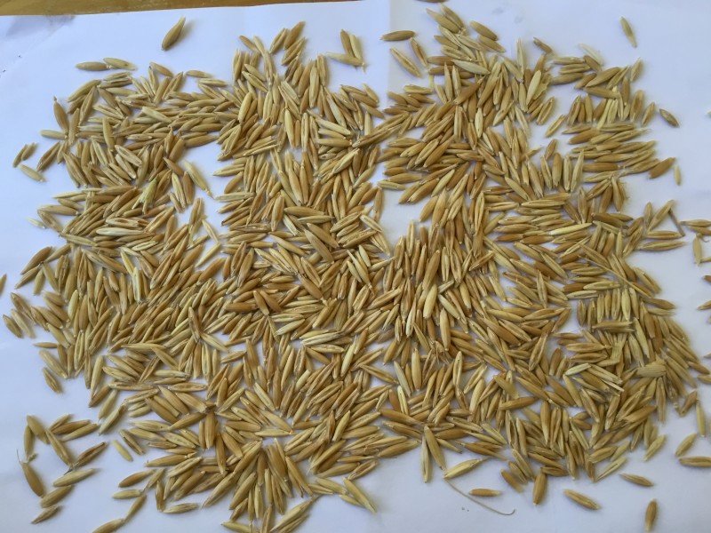 200mt Yarran Seed Oats