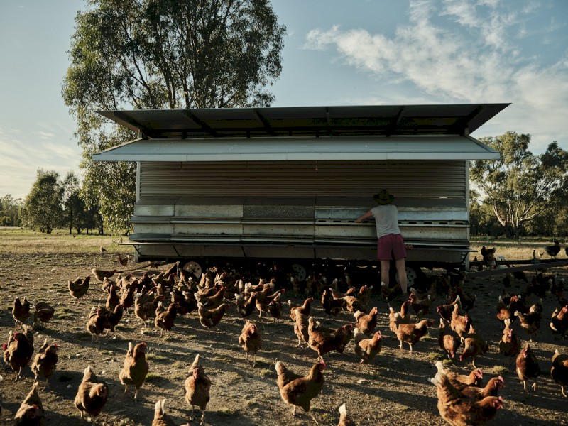 Mobile Egg Chicken Caravans 