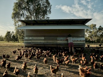 Mobile Egg Chicken Caravans 