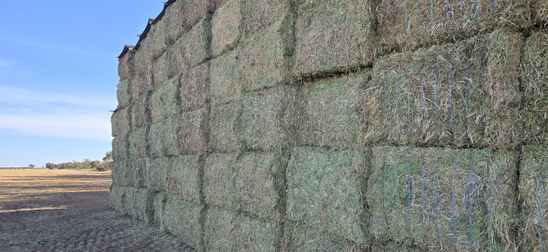 100mt Vetch Hay 8x4x3 Bales