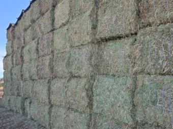 100mt Vetch Hay 8x4x3 Bales