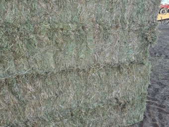 100mt Vetch Hay 8x4x3 Bales