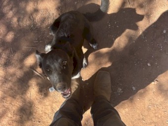3/4 kelpie 1/4 border collie
