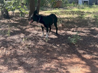 3/4 kelpie 1/4 border collie