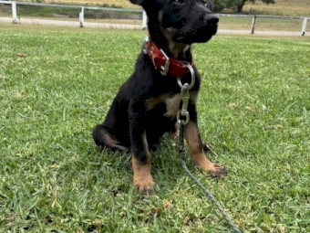 Male Kelpie/ Collie 