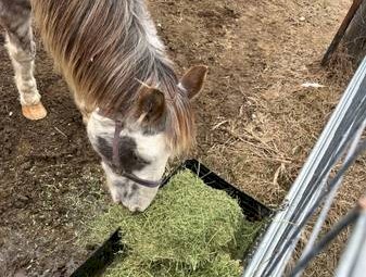 Excellent alfalfa and Timothy hay