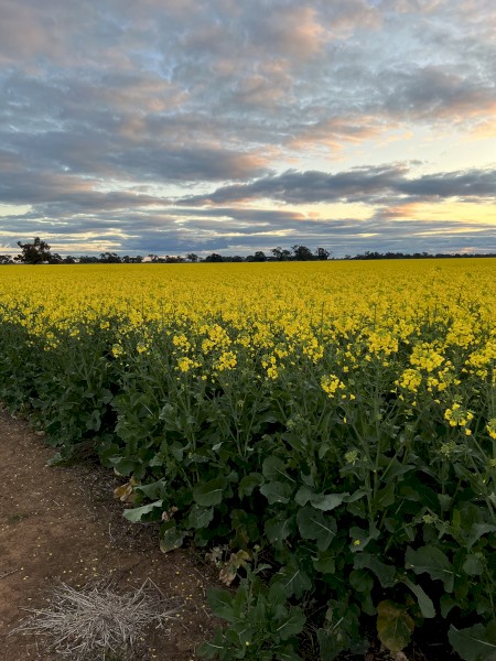 Grazing Canola 970CL