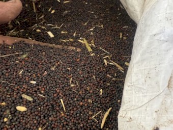 Grazing Canola 970CL