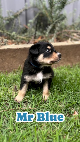 Kelpie x Border Collie Puppies – 10 Working Pups Available