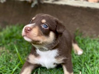 Kelpie x Border Collie Puppies – 10 Working Pups Available