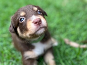 Kelpie x Border Collie Puppies – 10 Working Pups Available