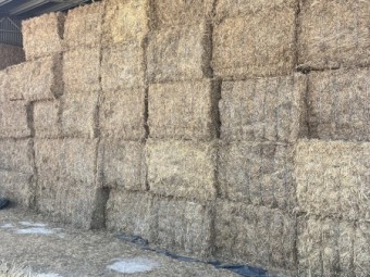 270mt Vetch Hay 600kg 8x4x3 Bales