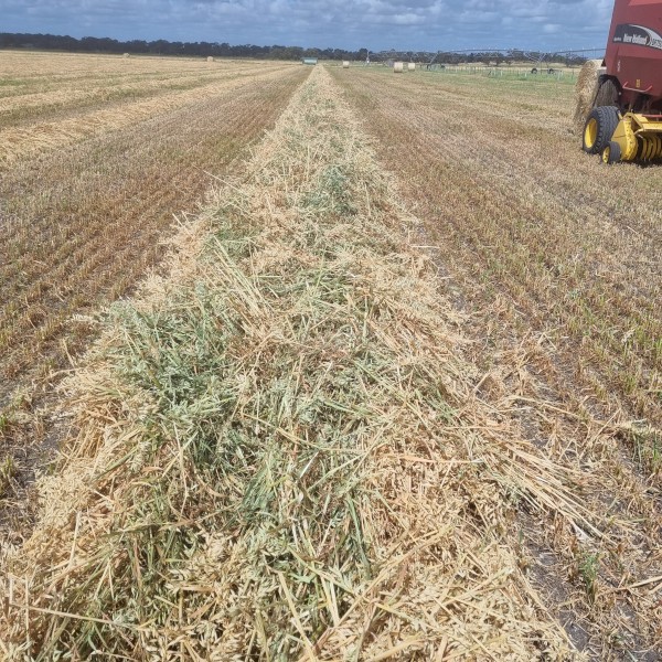 500 x Oaten Hay 400kg 5x4 Round Bales