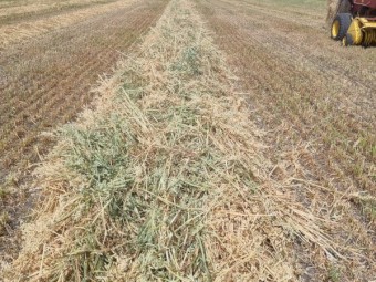 500 x Oaten Hay 400kg 5x4 Round Bales