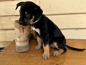 Male kelpie pup