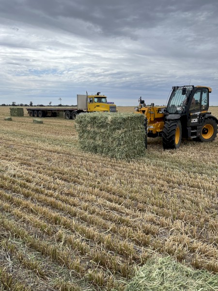 Oaten hay in baron packs 