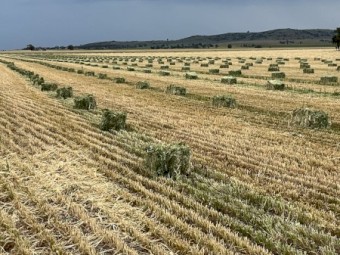 Oaten hay in baron packs 